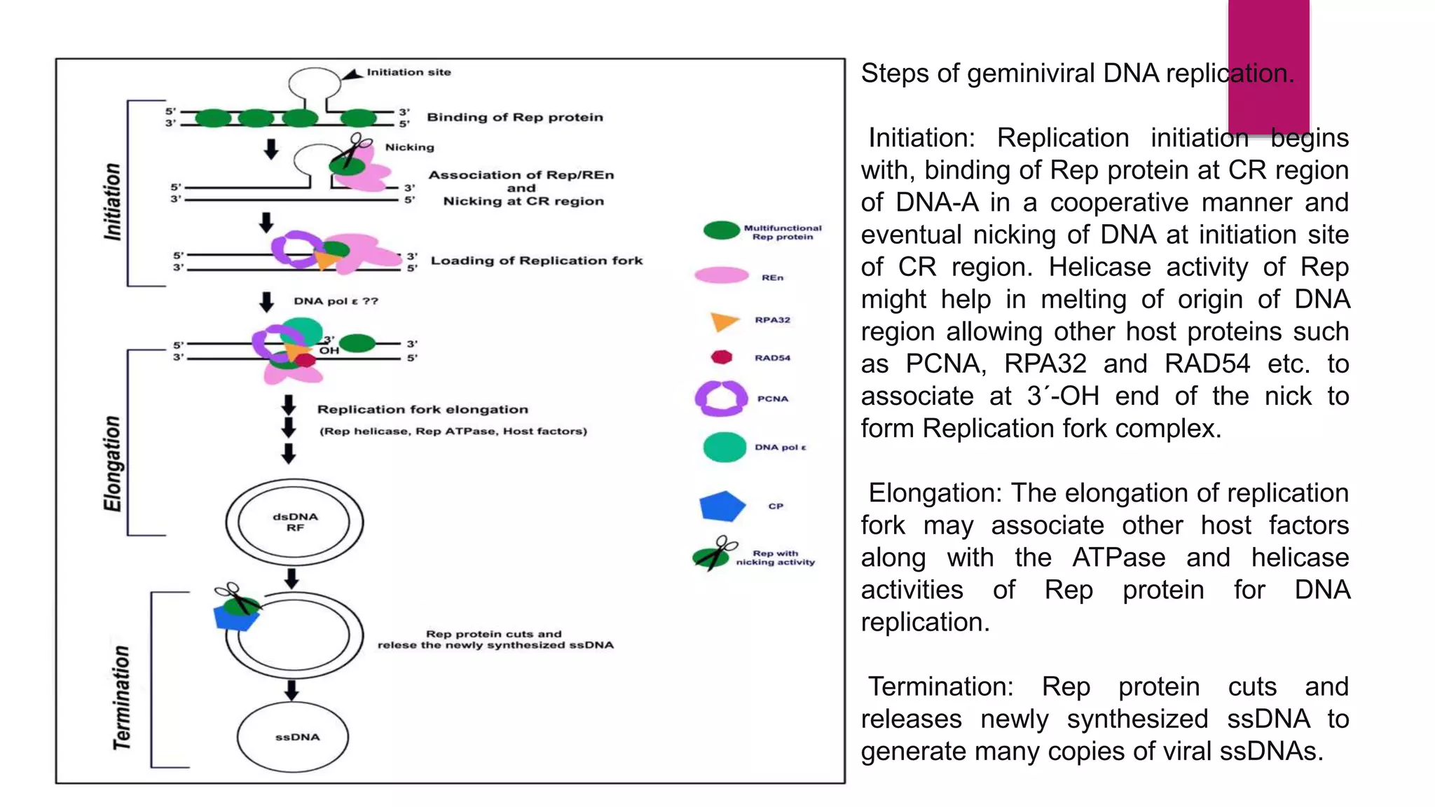 GENE EXPRESSION AND IT’S REGULATION.pptx | Chemistry | Science