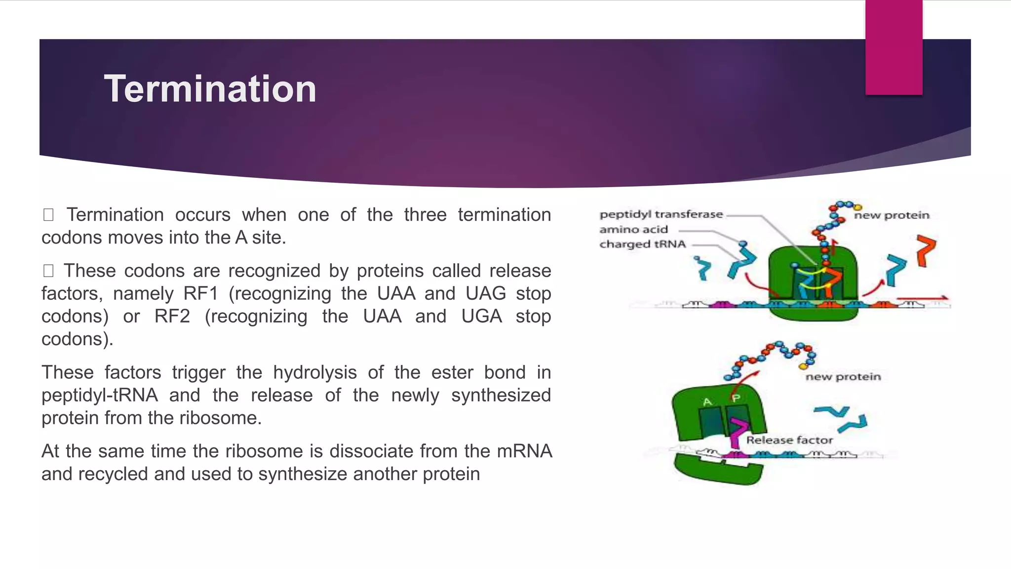 GENE EXPRESSION AND IT’S REGULATION.pptx