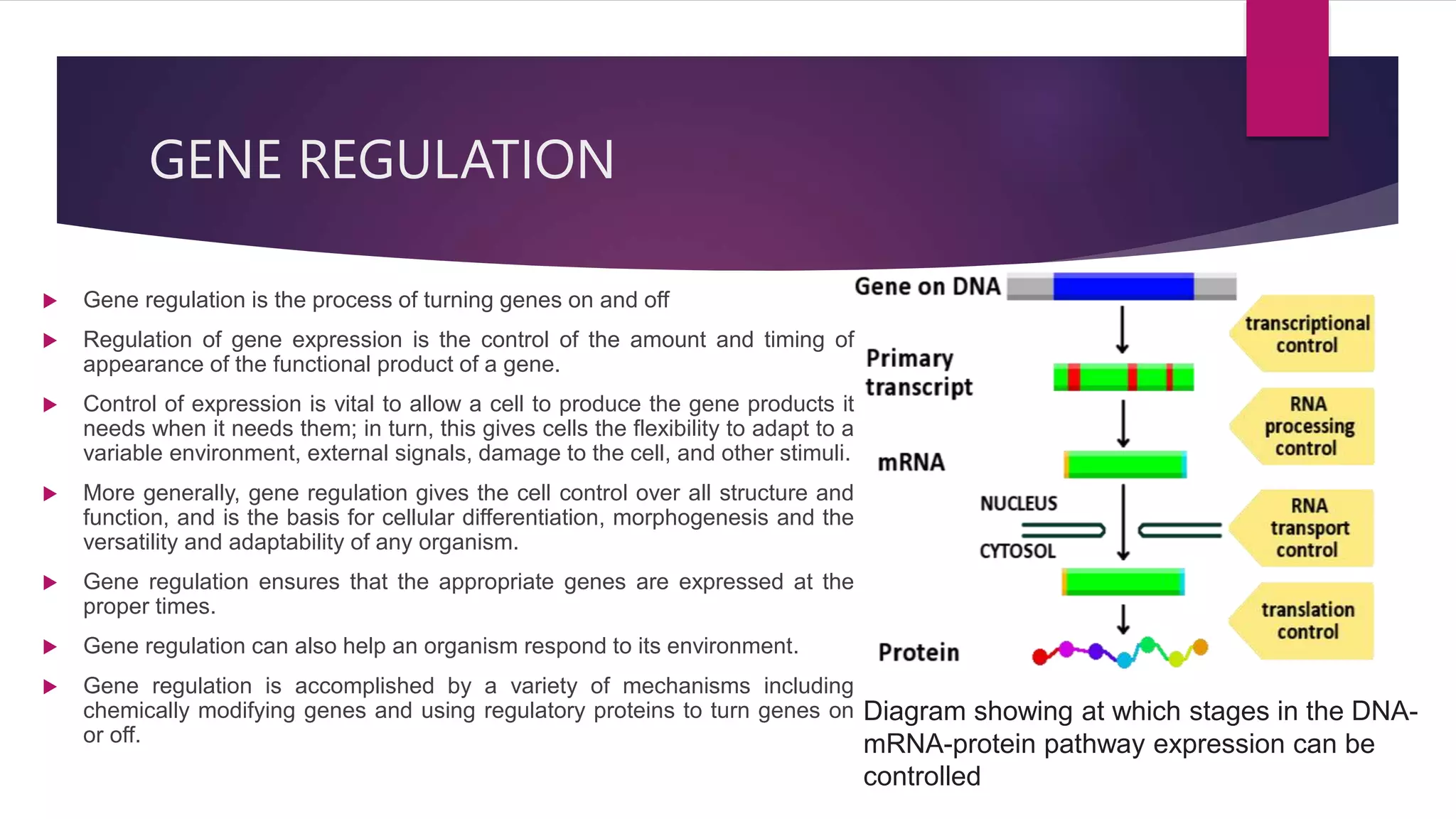 GENE EXPRESSION AND IT’S REGULATION.pptx