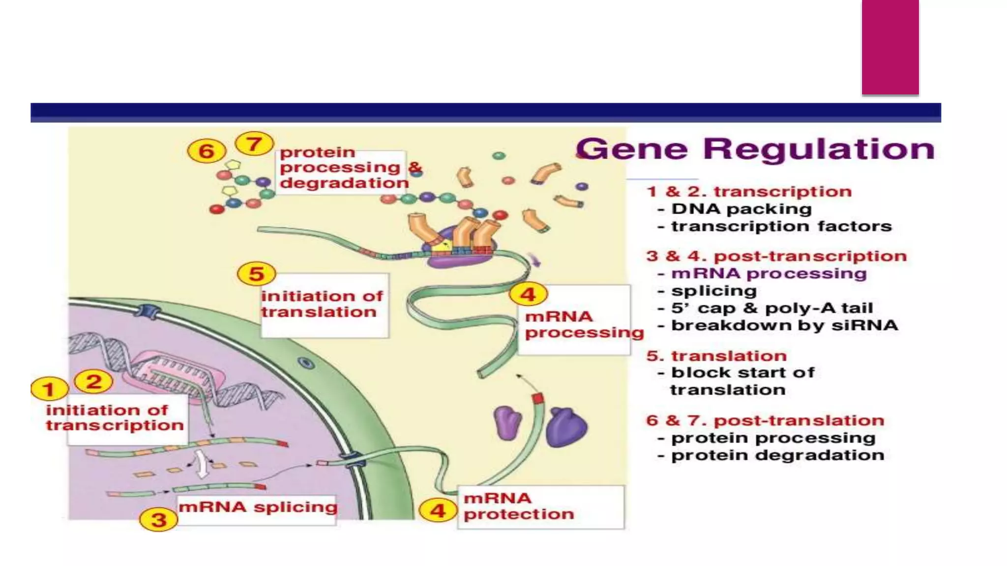 GENE EXPRESSION AND IT’S REGULATION.pptx | Chemistry | Science