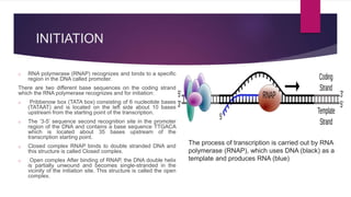 INITIATION
o RNA polymerase (RNAP) recognizes and binds to a specific
region in the DNA called promoter.
There are two different base sequences on the coding strand
which the RNA polymerase recognizes and for initiation:
o Pribbenow box (TATA box) consisting of 6 nucleotide bases
(TATAAT) and is located on the left side about 10 bases
upstream from the starting point of the transcription.
o The ‘3-5’ sequence second recognition site in the promoter
region of the DNA and contains a base sequence TTGACA
which is located about 35 bases upstream of the
transcription starting point.
o Closed complex RNAP binds to double stranded DNA and
this structure is called Closed complex.
o Open complex After binding of RNAP, the DNA double helix
is partially unwound and becomes single-stranded in the
vicinity of the initiation site. This structure is called the open
complex.
The process of transcription is carried out by RNA
polymerase (RNAP), which uses DNA (black) as a
template and produces RNA (blue)
 