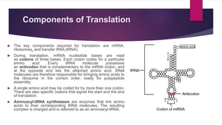 Components of Translation
 The key components required for translation are mRNA,
ribosomes, and transfer RNA (tRNA).
 During translation, mRNA nucleotide bases are read
as codons of three bases. Each codon codes for a particular
amino acid. Every tRNA molecule possesses
an anticodon that is complementary to the mRNA codon, and
at the opposite end lies the attached amino acid. tRNA
molecules are therefore responsible for bringing amino acids to
the ribosome in the correct order, ready for polypeptide
assembly.
 A single amino acid may be coded for by more than one codon.
There are also specific codons that signal the start and the end
of translation.
 Aminoacyl-tRNA synthetases are enzymes that link amino
acids to their corresponding tRNA molecules. The resulting
complex is charged and is referred to as an aminoacyl-tRNA.
 