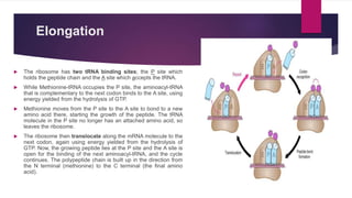 Elongation
 The ribosome has two tRNA binding sites; the P site which
holds the peptide chain and the A site which accepts the tRNA.
 While Methionine-tRNA occupies the P site, the aminoacyl-tRNA
that is complementary to the next codon binds to the A site, using
energy yielded from the hydrolysis of GTP.
 Methionine moves from the P site to the A site to bond to a new
amino acid there, starting the growth of the peptide. The tRNA
molecule in the P site no longer has an attached amino acid, so
leaves the ribosome.
 The ribosome then translocate along the mRNA molecule to the
next codon, again using energy yielded from the hydrolysis of
GTP. Now, the growing peptide lies at the P site and the A site is
open for the binding of the next aminoacyl-tRNA, and the cycle
continues. The polypeptide chain is built up in the direction from
the N terminal (methionine) to the C terminal (the final amino
acid).
 