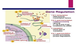 GENE EXPRESSION AND IT’S REGULATION.pptx