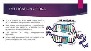 REPLICATION OF DNA
 It is a process in which DNA copies itself to
produce identical daughter molecules of DNA.
 DNA strands are antiparallel and complementary,
each strand can serve as a template for the
reproduction of the opposite strand.
 This process is called semiconservative
replication.
 As the newly synthesized DNA has one half of the
parental DNA and one half of new DNA.
 