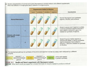 Gene expression and regulation