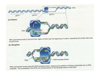 Gene expression and regulation