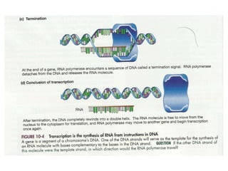 Gene expression and regulation