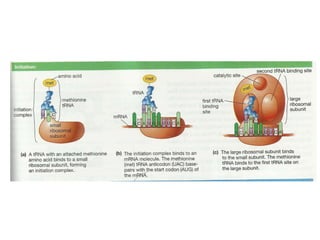 Gene expression and regulation