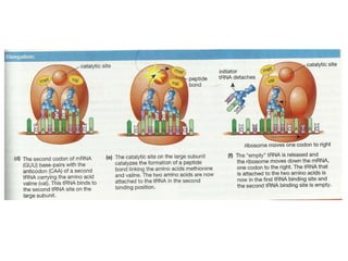 Gene expression and regulation