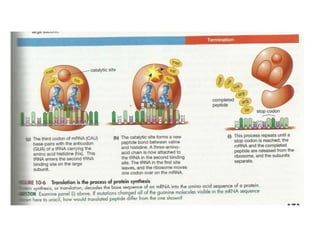 Gene expression and regulation