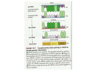 Gene expression and regulation