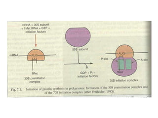 Gene expression and regulation