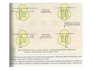 Gene expression and regulation