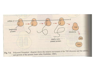 Gene expression and regulation