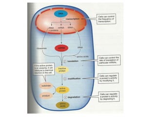 Gene expression and regulation