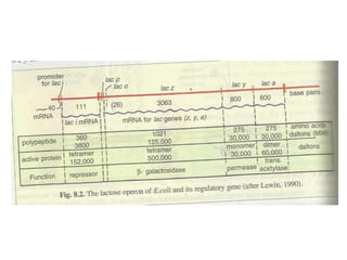 Gene expression and regulation