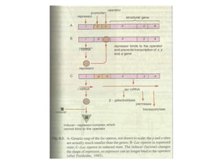 Gene expression and regulation