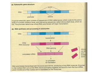 Gene expression and regulation