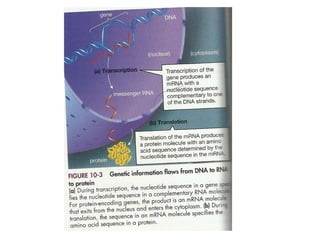Gene expression and regulation