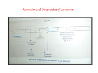 Derepression Gene expression and regulation | PPTX