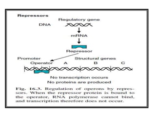 Gene expression and regulation | PPTX