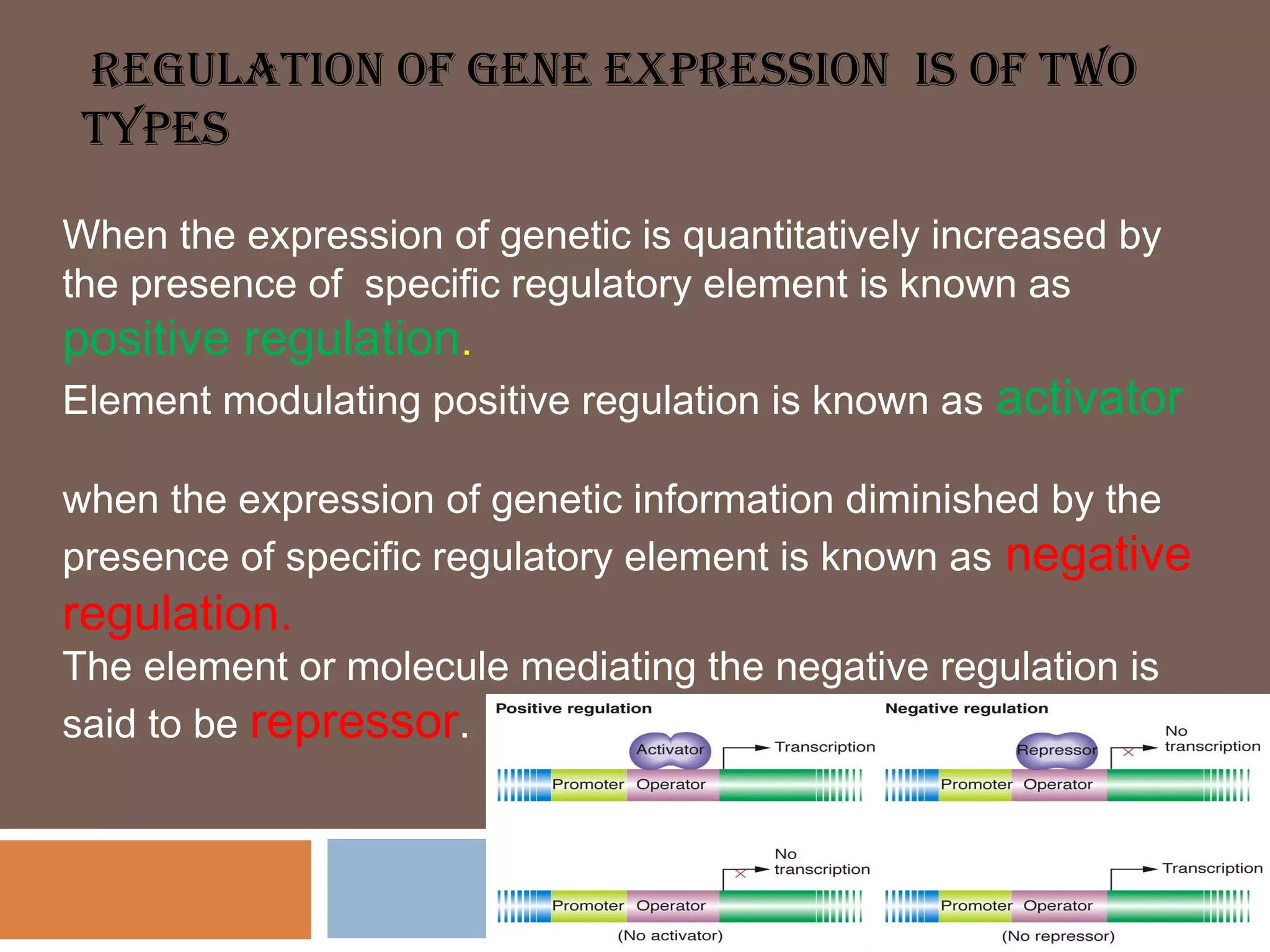 Gene expression and regulation | PPT