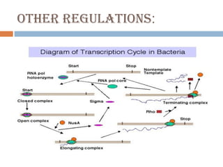Gene expression and regulation | PPT