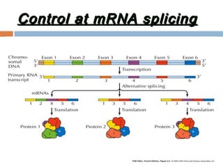 Gene expression and regulation | PPT