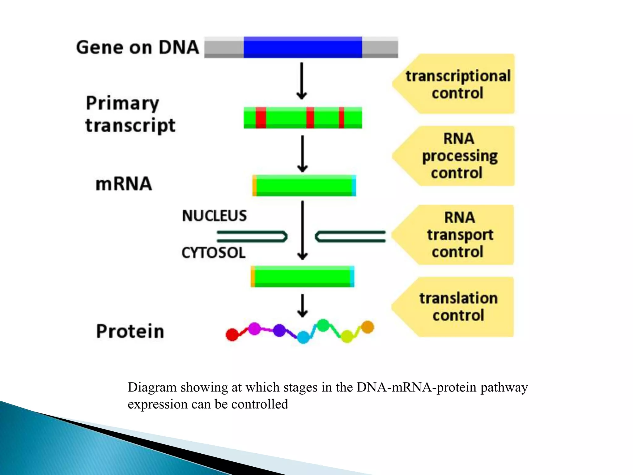 Unveiling The Secrets Of Gene Expression Translation Pogil - h5tc1mx