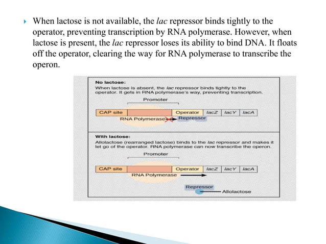 GENE EXPRESSION AND REGULATION.pptx | Biological Sciences | Science