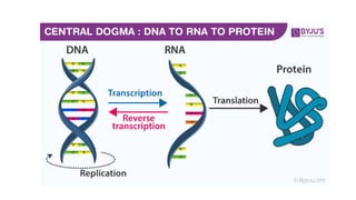 Gene_Expression_and_Regulation. Central Dogma of Molecular Biology | PPTX