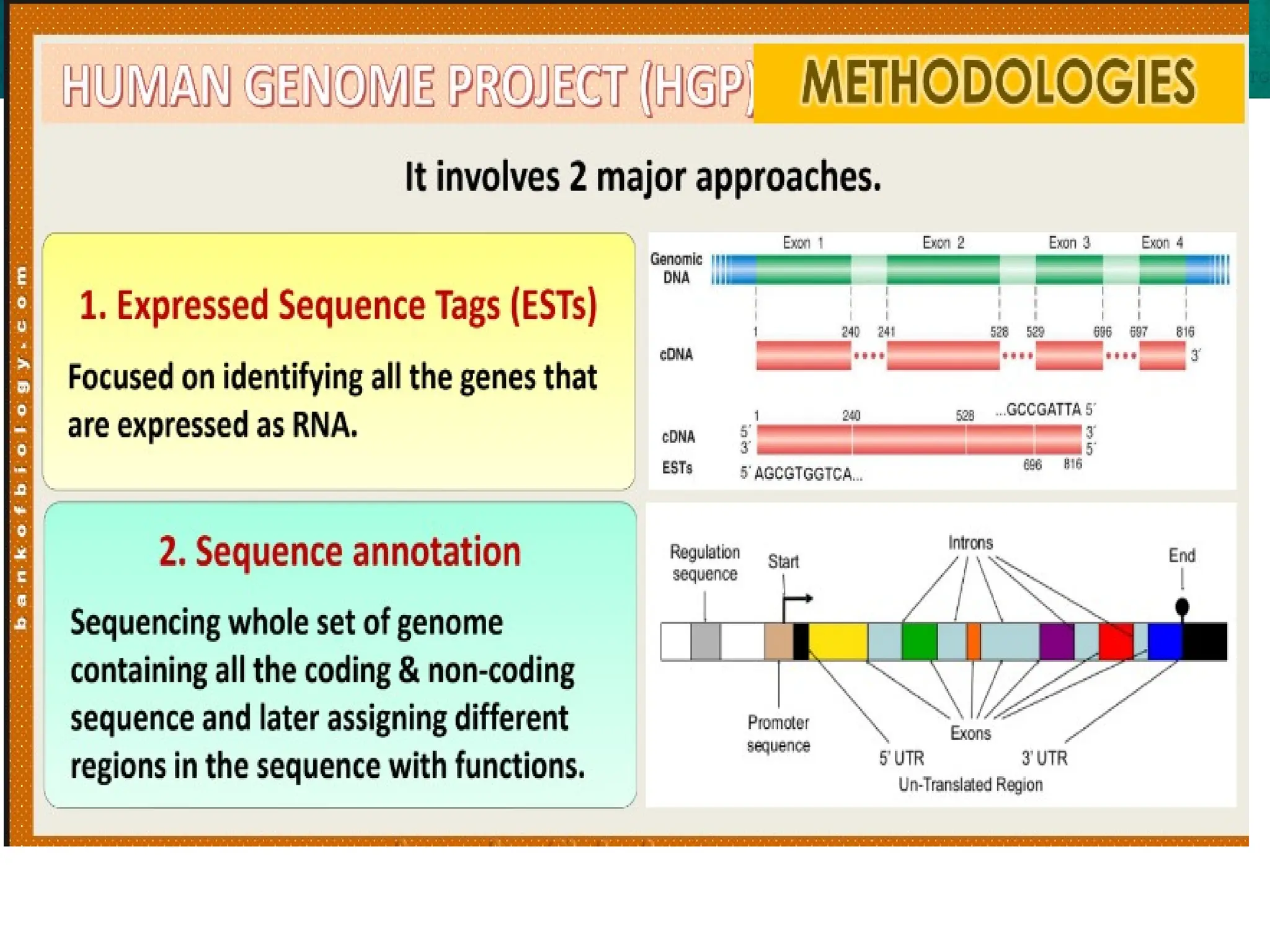 8.6 Gene Expression and Regulation
 