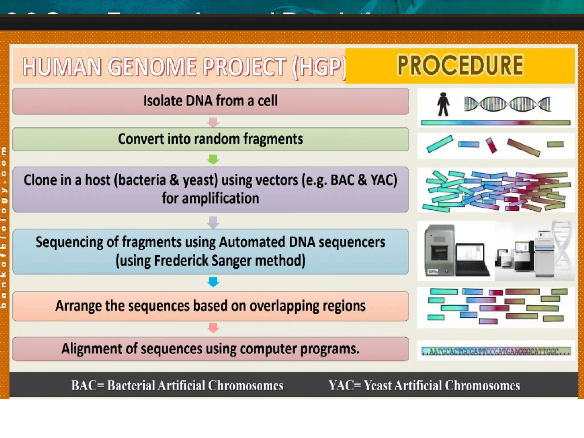 8.6 Gene Expression and Regulation
 
