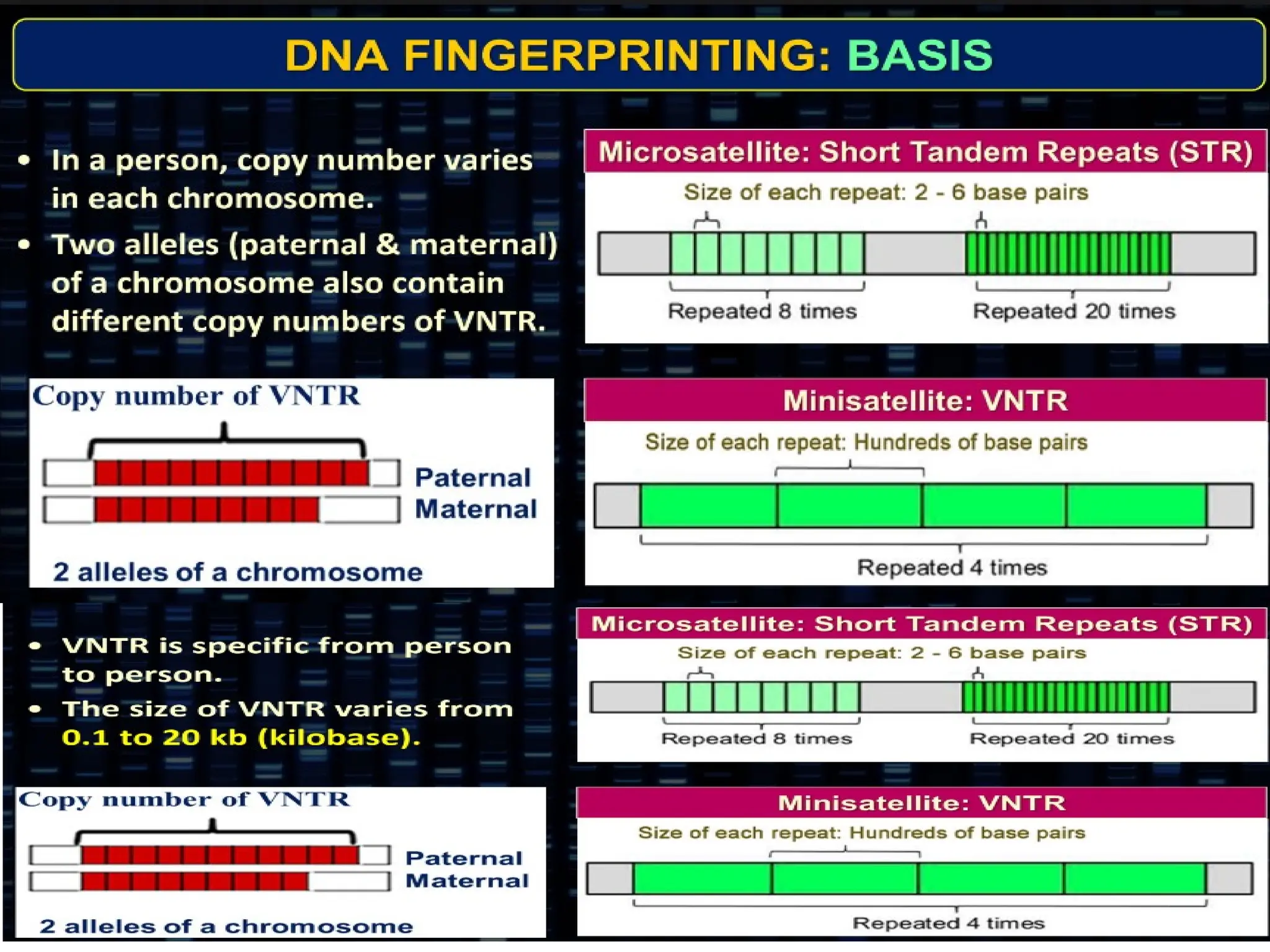 8.6 Gene Expression and Regulation
 