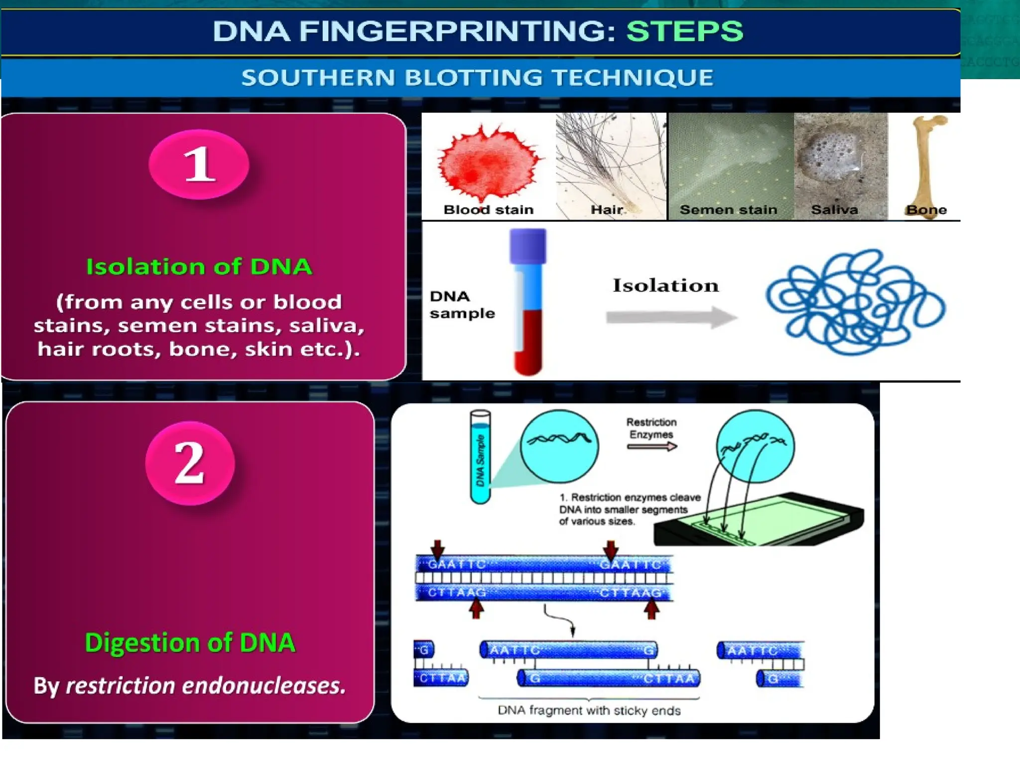8.6 Gene Expression and Regulation
 