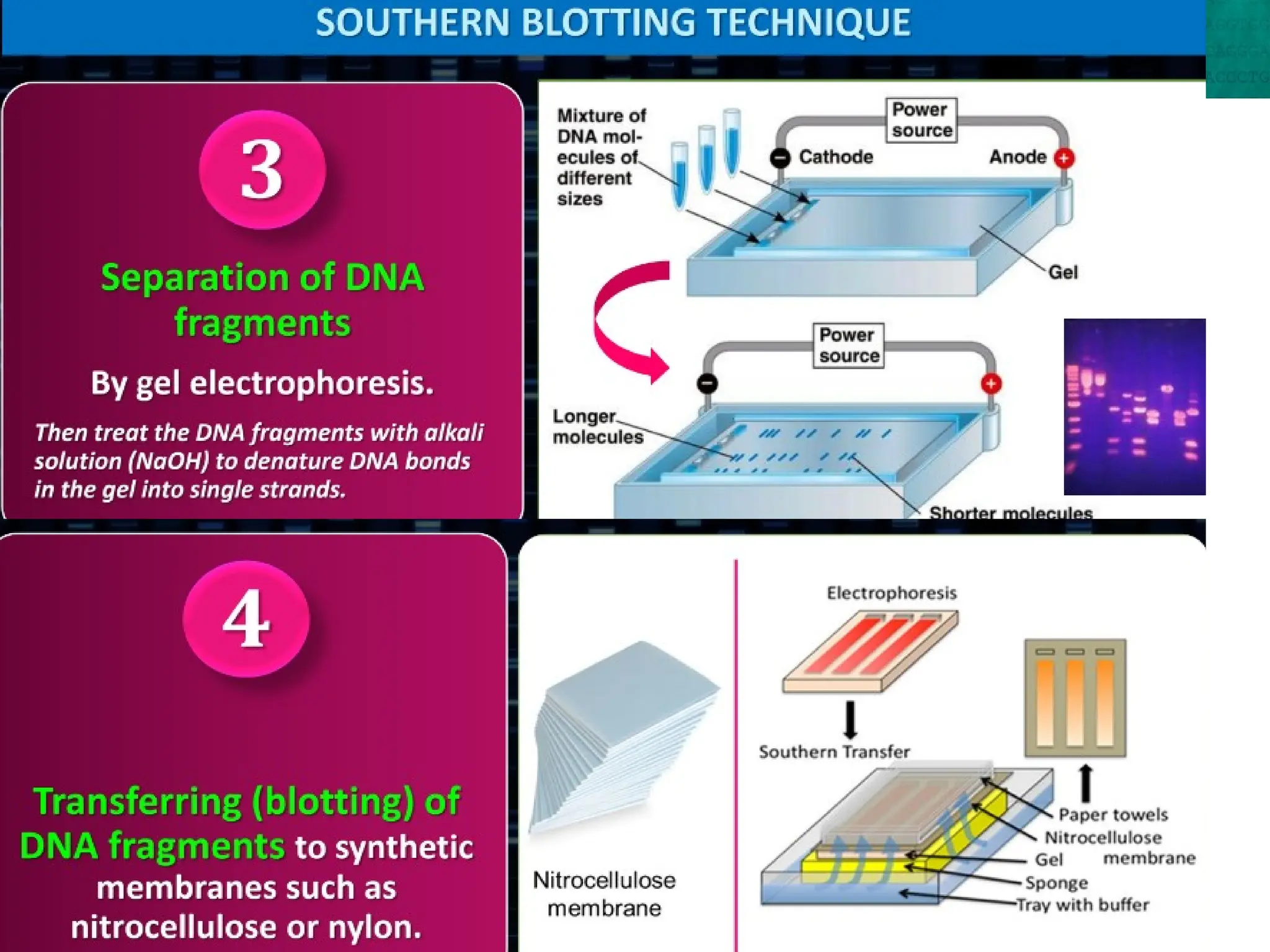 8.6 Gene Expression and Regulation
 