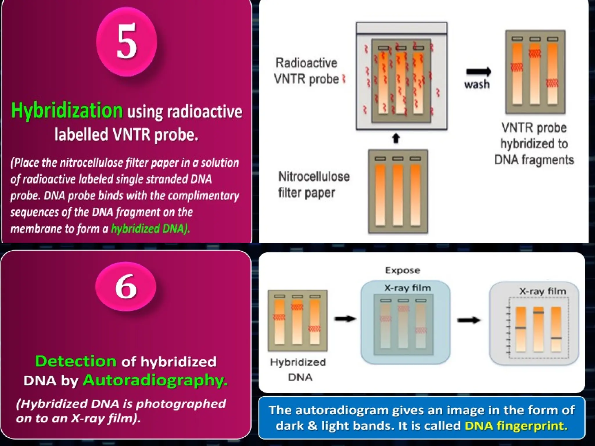 8.6 Gene Expression and Regulation
 