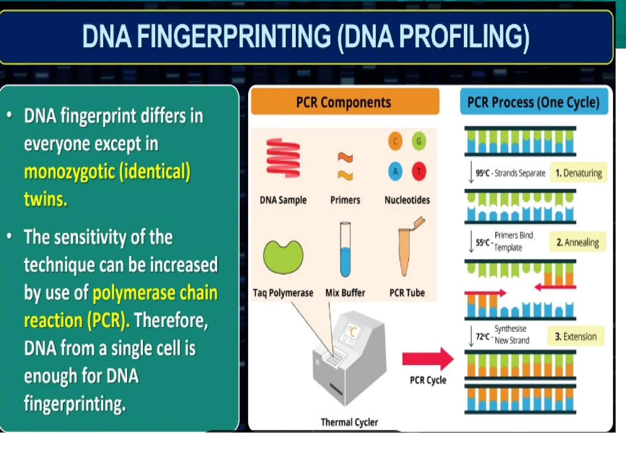 8.6 Gene Expression and Regulation
 