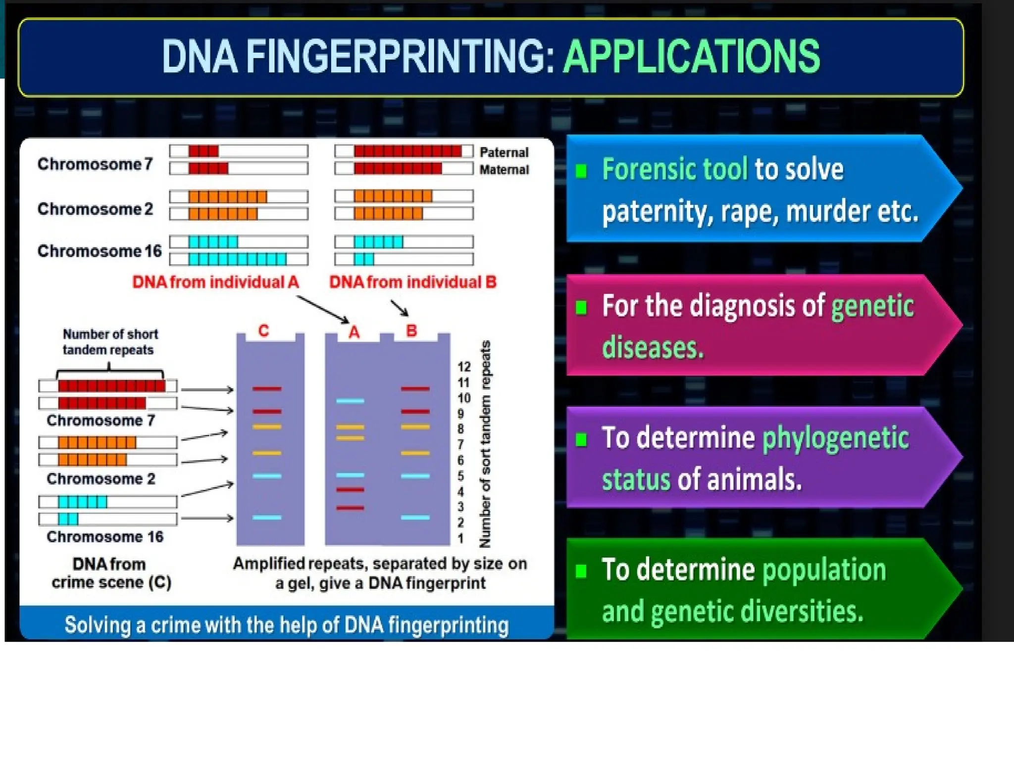 8.6 Gene Expression and Regulation
 