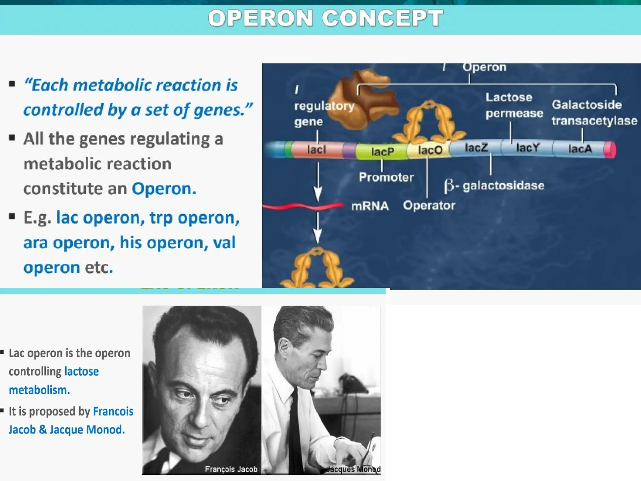 8.6 Gene Expression and Regulation
 