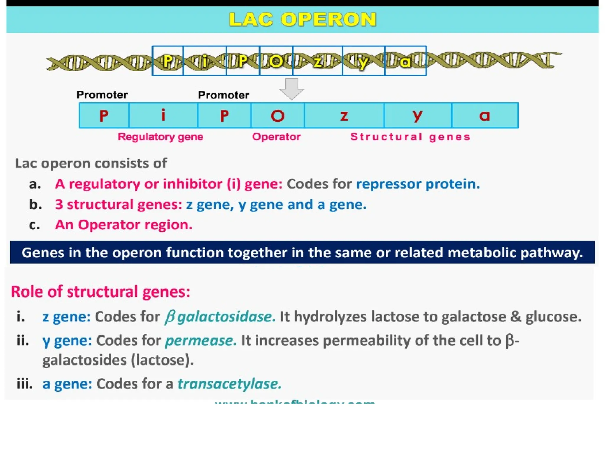 8.6 Gene Expression and Regulation
 