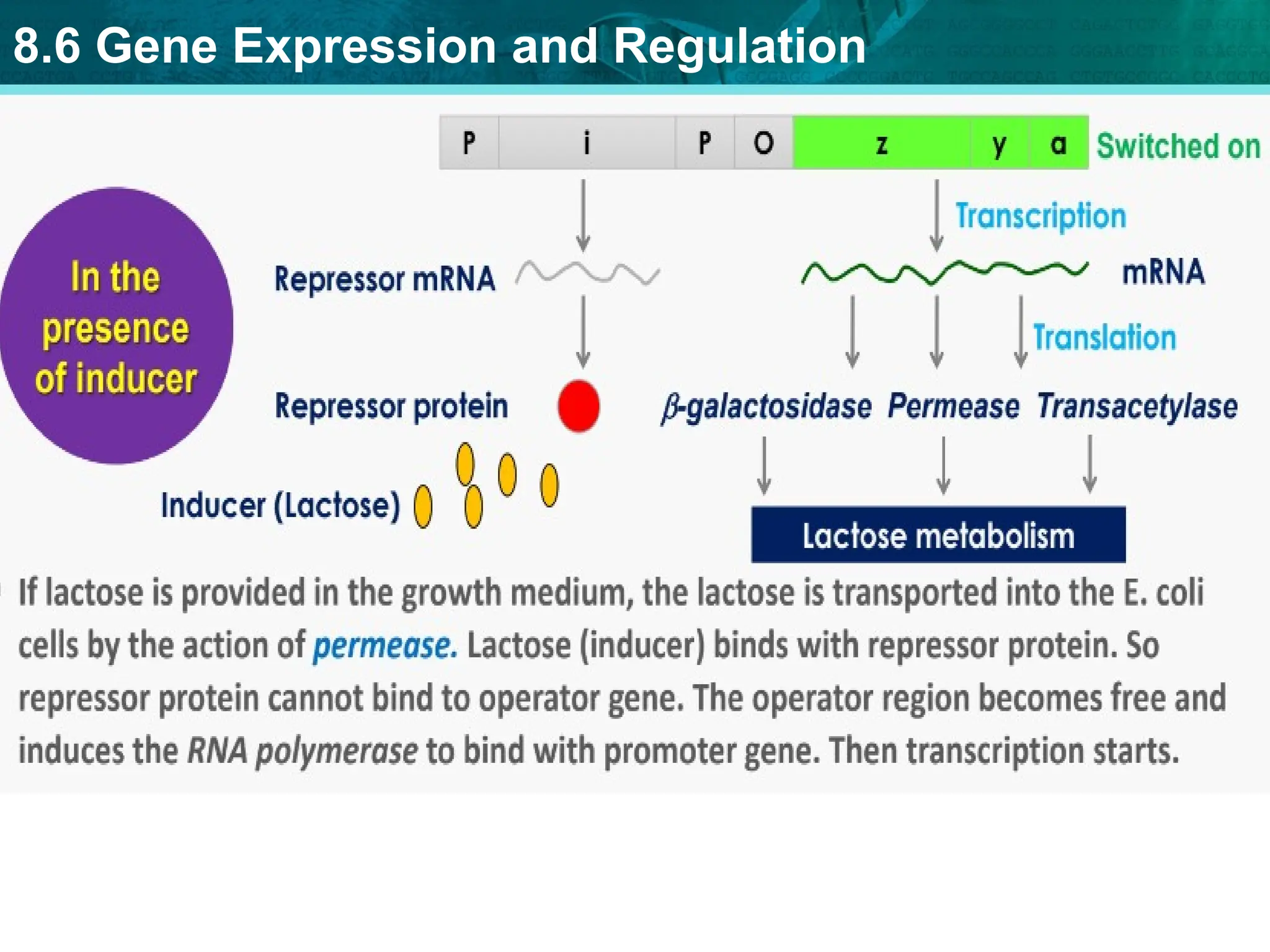 8.6 Gene Expression and Regulation
 