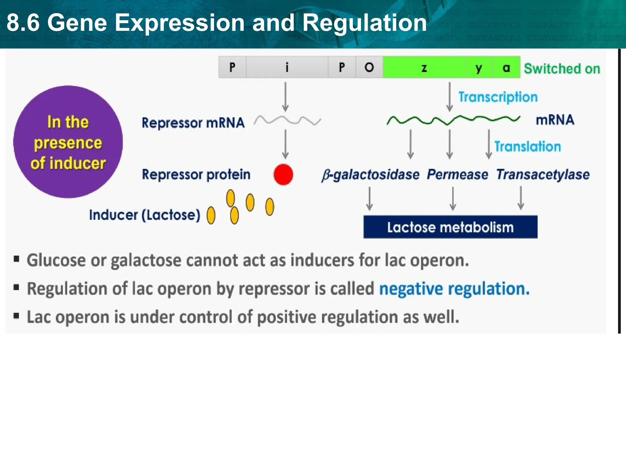 8.6 Gene Expression and Regulation
 