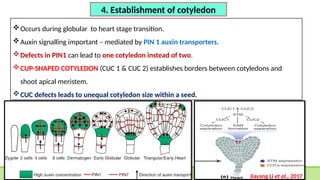 Occurs during globular to heart stage transition.
Auxin signalling important – mediated by PIN 1 auxin transporters.
Defects in PIN1 can lead to one cotyledon instead of two.
CUP-SHAPED COTYLEDON (CUC 1 & CUC 2) establishes borders between cotyledons and
shoot apical meristem.
CUC defects leads to unequal cotyledon size within a seed.
4. Establishment of cotyledon
Jiayang Li et al., 2017
 