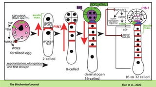 Gene Expression during seed development and maturation | PPTX