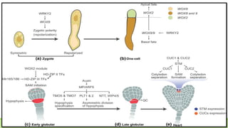 Gene Expression during seed development and maturation | PPTX