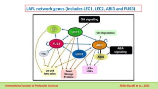 Gene Expression during seed development and maturation | PPTX