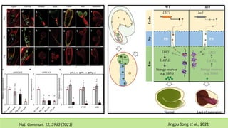 Jingpu Song et al., 2021
Nat. Commun. 12, 3963 (2021)
 