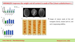  Images of mature seeds of the null
transgenic (Col-2), mutant (wri1-1), and
wri1-1 expressing LuWRI1a.
WRINKLED1 improves the weight and oil content in seeds of flax (Linum usitatissimum L.)
Front. Plant Sci. - Plant Biotechnology Wenjuan Li et al., 2022
 